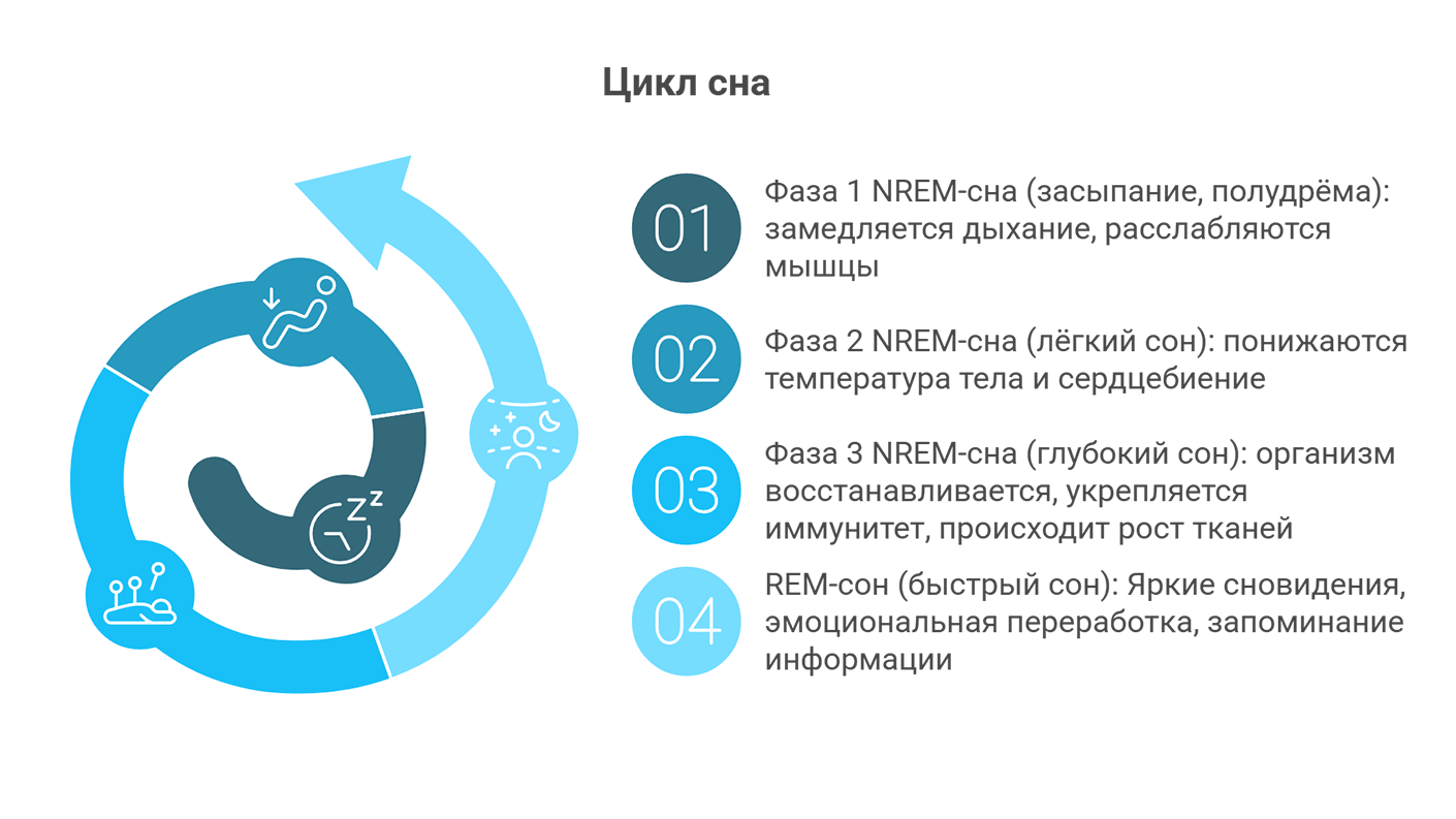 Цикл сна Цикл сна (инфографика)