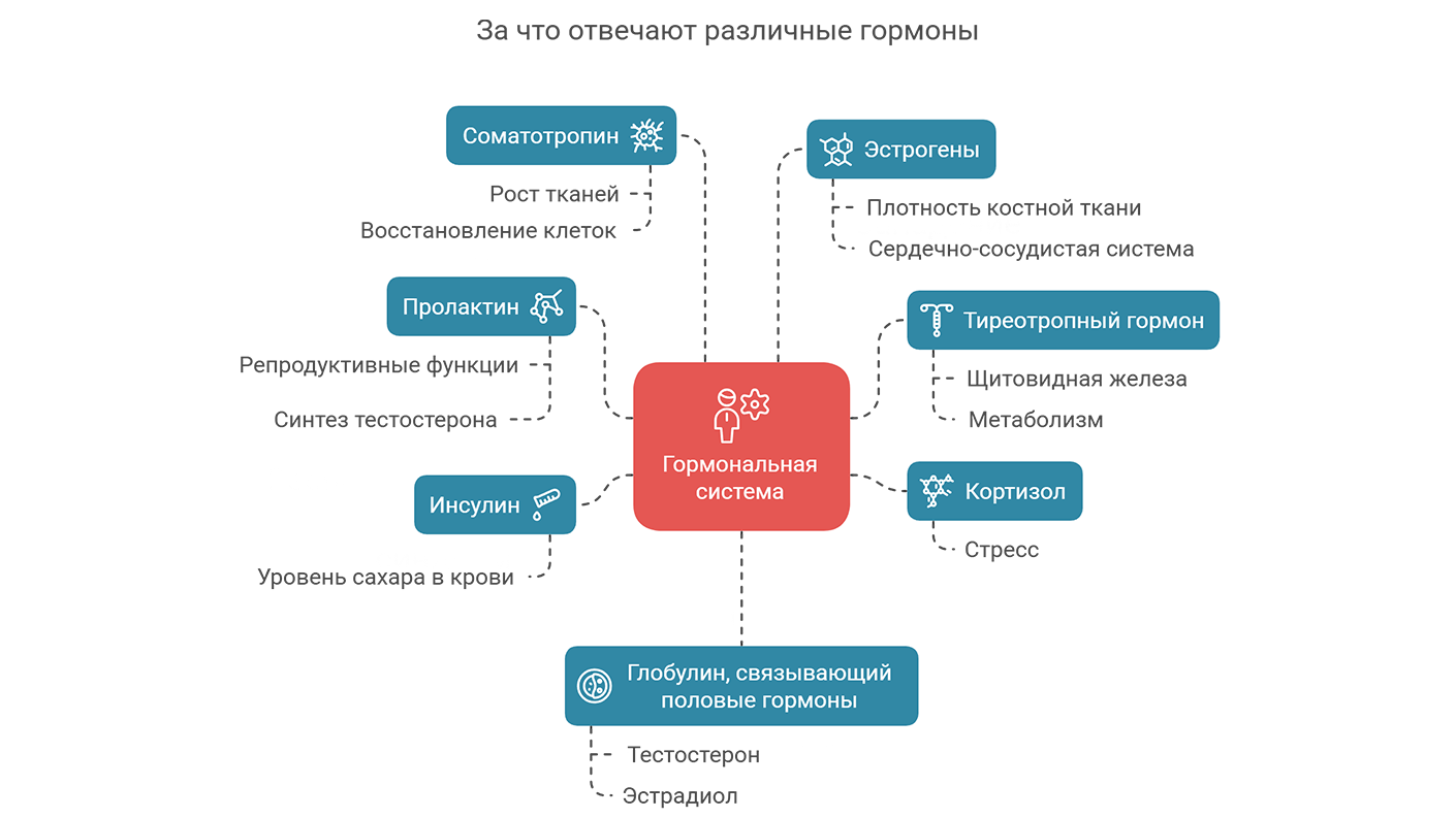 За что отвечают различные гормоны (инфографика)